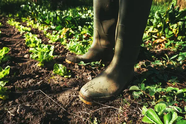 stock image Green rubber gardening boots in organic vegetable garden, farm worker standing on homegrown produce plantation, selective focus