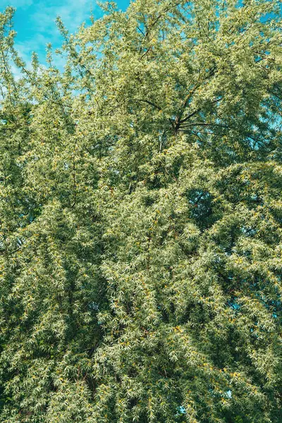Russisk Oliventræ Foråret Selektivt Fokus - Stock-foto
