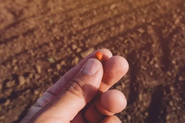 Фермер Выращивающий Кукурузу Держит Красное Зерно Кукурузы Химически Обработанное Птичьим Стоковое Фото