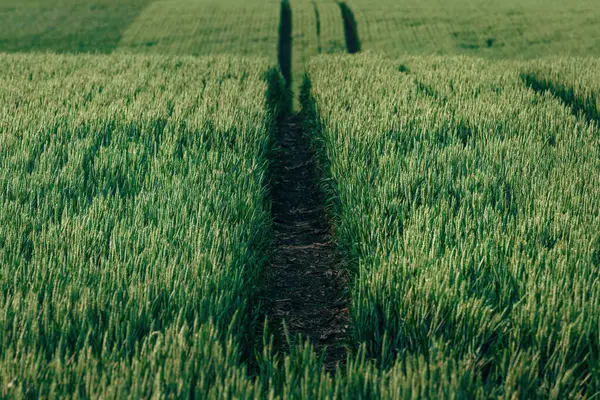 Следы Тракторных Шин Зеленом Пшеничном Поле Селективная Фокусировка Лицензионные Стоковые Фото