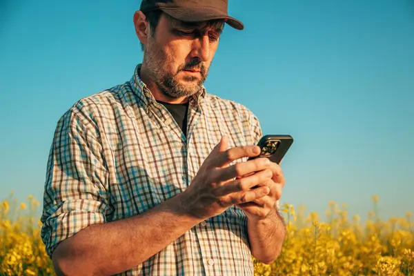 Inteligentne Rolnictwo Pracownik Gospodarstwa Korzystający Aplikacji Mobilnej Smartfona Dziedzinie Uprawy Zdjęcie Stockowe