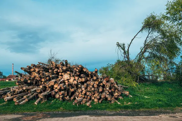 Przemysł Drzewny Drzewny Wycinanie Spadających Pni Drzew Ułożonych Gotowych Transportu Obrazy Stockowe bez tantiem
