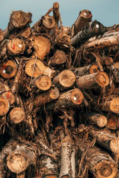 Dřevařský Dřevozpracující Průmysl Pokácené Kmeny Stromů Naskládané Připravené Přepravě Selektivní Stock Obrázky