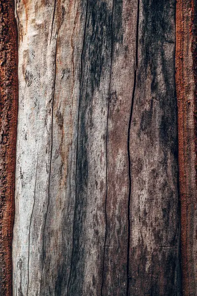 Zbliżenie Starego Pnia Drzewa Bez Kory Pionowy Obraz Obrazek Stockowy