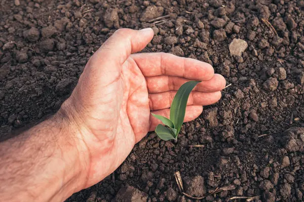 Agronomist Examining Maize Seedling Cultivated Field Closeup Hand Holding Crop Стоковая Картинка