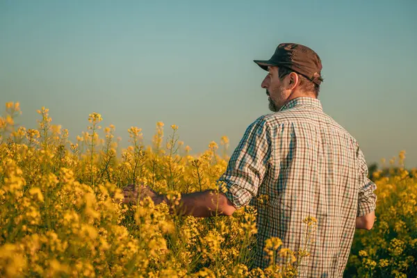 Portrait Farmer Agronomist Blooming Rapeseed Field Selective Focus Стоковое Изображение