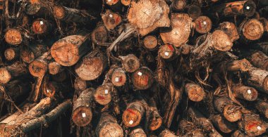 Kereste ve kereste endüstrisi, yığılmış ve taşınmaya hazır ağaç gövdeleri, seçici odaklanma