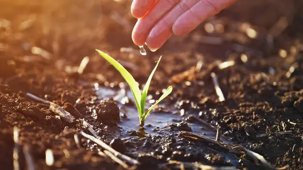 Closeup Farmer Hand Watering Corn Seedling Field Selective Focus Royalty Free Stock Images