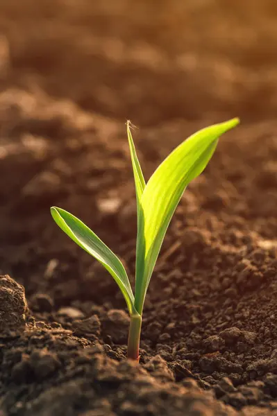 Small Green Corn Seedling Growing Field Selective Focus Stock Photo