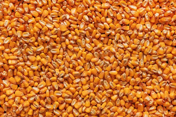 Corn Kernels Heap Harvested Cereal Crop Background Top View Foto Stock