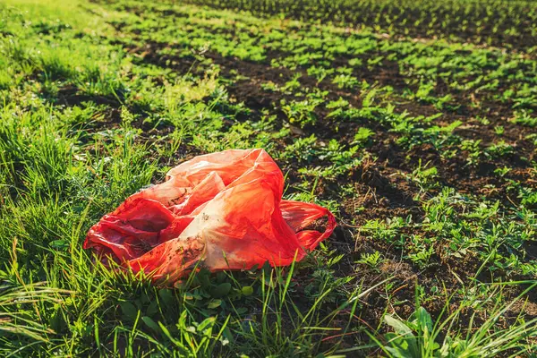 Rød Plastikpose Dyrket Landbrugsareal Miljøskader Forureningskoncept Selektivt Fokus Royaltyfrie stock-fotos