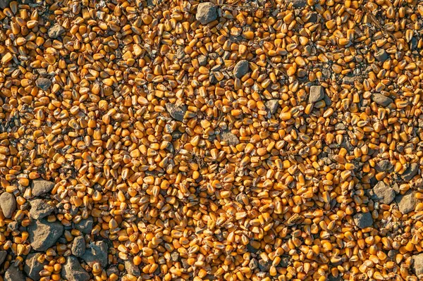 Ripe Corn Kernel Seed Spilled Ground Harvest Top View Stok Gambar Bebas Royalti