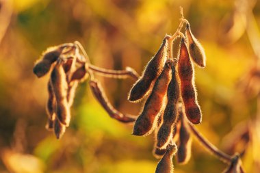 Olgun hasat hazır soya fasulyesi ekimi yaz günbatımında, seçici odaklı