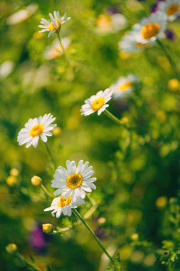 Bahar çayırında beyaz papatya çiçekleri, seçici odak
