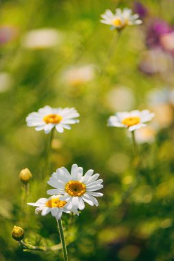 Bahar çayırında beyaz papatya çiçekleri, seçici odak