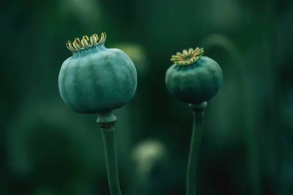 stock image Green unripe capsules of opium poppy (Papaver somniferum), selective focus