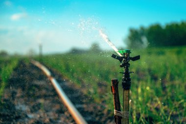 Tarım fıskiyeleri bahar aylarında taze soğan ya da pırasa çiftliğini suluyor, seçici odak noktası