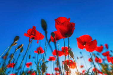 Papaver rhoeas veya mısır haşhaşı, çayırda yetişen ekilmemiş bitki ve nisan ve mayısta açan, seçici odak