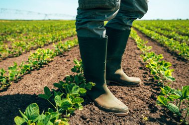 Soya tarlasında duran çiftçi, düşük açılı ve seçici odaklı.