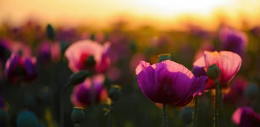 Güzel manzara, çiçek açan papaver somniferum ya da afyon haşhaş tarlası gün batımının altın saatinde, seçici odaklanma
