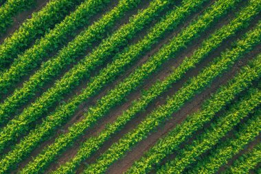 Organik havuç (Daucus carota) tarımsal alanda bitkiler, insansız hava aracından aşağıya doğru havadan görüş