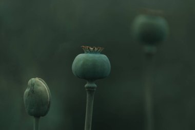 Green unripe pod capsules of opium poppy (Papaver somniferum), selective focus clipart