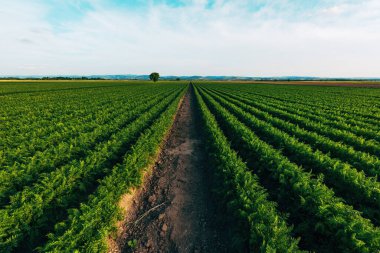 Tarıma elverişli tarımsal alandaki havuç (Daucus carota) bitkileri giderek azalan perspektif, seçici odaklanma