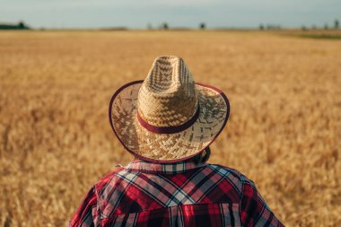 Olgun buğday tarlasında dikilen hasat şapkalı kadın çiftçi dikiz görüntüsü ve güneşli bir yaz gününde mahsulleri hazırlamak için ufukta beliren seçici odaklanma.