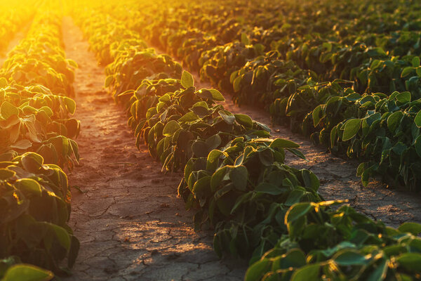 Ряды соевых культур на посевных сельскохозяйственных полях, селективное внимание