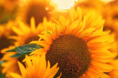 Ayçiçeği tarlası çiçek açmış, seçici odak noktası