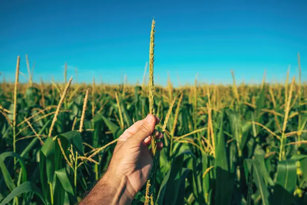 stock image Farmer examining tasseling corn plant in field, selective focus