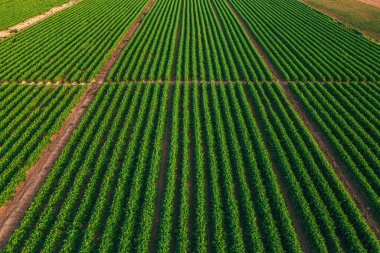 İHA pov 'dan havuç (Daucus carota) çiftliğinin havadan görünüşü, yüksek açı görünümü