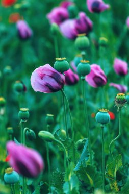 Papaver somniferum veya afyon haşhaş tarlası, seçici odak