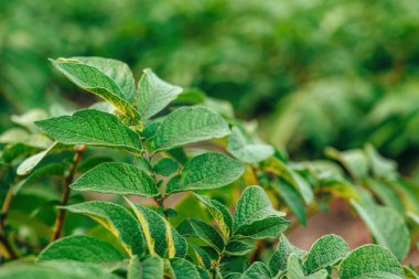 Organik tarım tarlalarında yetişen patates ekinleri, seçici odaklanma