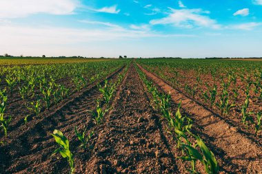 Mısır filizlerinin düşük açılı tarlası, seçici odaklanma