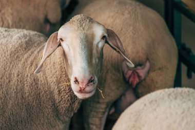 Süt çiftliğinde dişi koyun, seçici odak