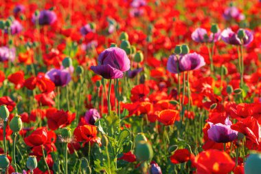 Ot olarak yetişen kırmızı mısır gelincikleri (Papaver somniferum) tarlası, seçici odak noktası