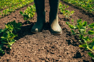 Soya tarlasında duran tarım işçisi, seçici odaklı düşük açılı.