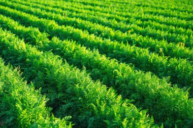 Tarımsal alanda yetiştirilen havuç (Daucus carota) bitkileri, seçici odaklanma