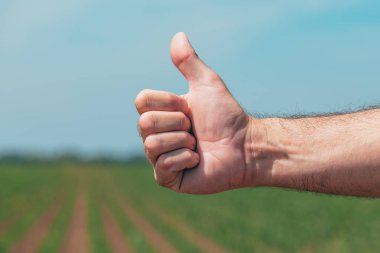 Mısır tarlasında başparmaklar havaya, çiftçi jestleri tavsiye el işareti, seçici odaklanma