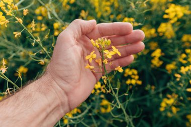Tarlada çiçek açan kanola ekinlerini inceleyen tarım işçisi.