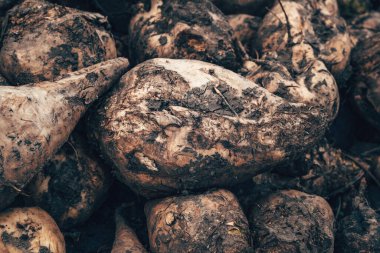 Hasattan sonra şeker pancarı kökü hasadına yakın çekim, kirli Beta Vulgaris kökleri, seçici odaklanma