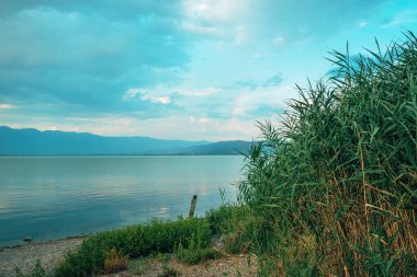 Kuzey Makedonya 'daki Dojran Gölü' ndeki yeşil sazlıklar seçici bir odak noktası