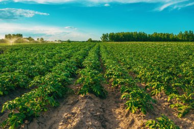 Tarlada ekilmiş patates ekinlerinin tarım sulaması, seçici odaklanma