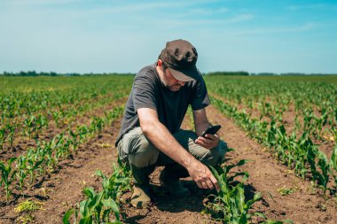 İşçi olarak tarlada akıllı telefon kullanmak, seçici bir odak noktası.