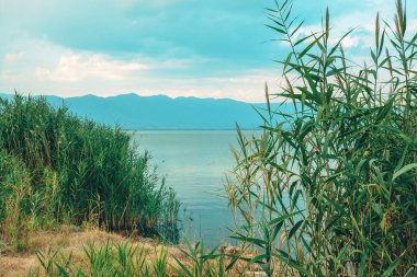 Kuzey Makedonya 'daki Dojran Gölü' ndeki yeşil sazlıklar seçici bir odak noktası