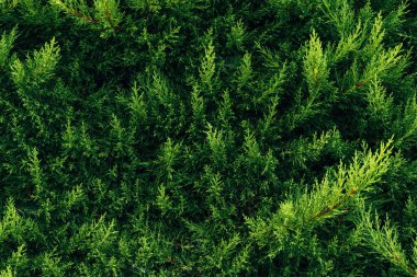 Akdeniz selvi bitkisi, arka plan olarak soyut yemyeşil desen oluşturur