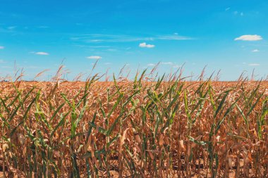Yazın ekilmiş tarım mısır tarlası, seçici odaklanma