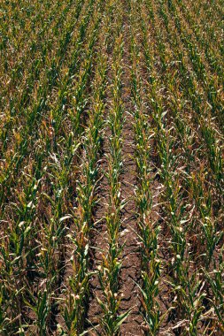 İHA pov 'dan tarlada ekilmiş mısırların hava görüntüsü, yüksek açı görünümü