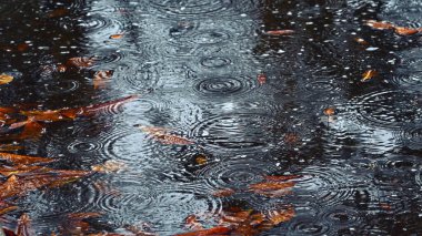 Sonbahar yağmurlu günü, kuru kestane yapraklarıyla dolu bir gölette yağmur çiselemesi, seçici bir odak noktası.